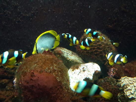 Vizhinjam Marine Aquarium